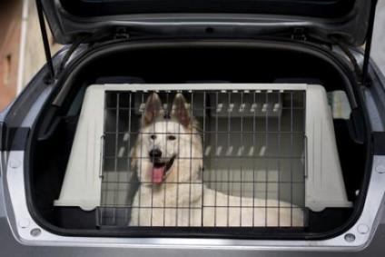Viajar perro transportín